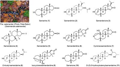 The Arsenal of Bioactive Molecules in the Skin Secretion of Urodele Amphibians